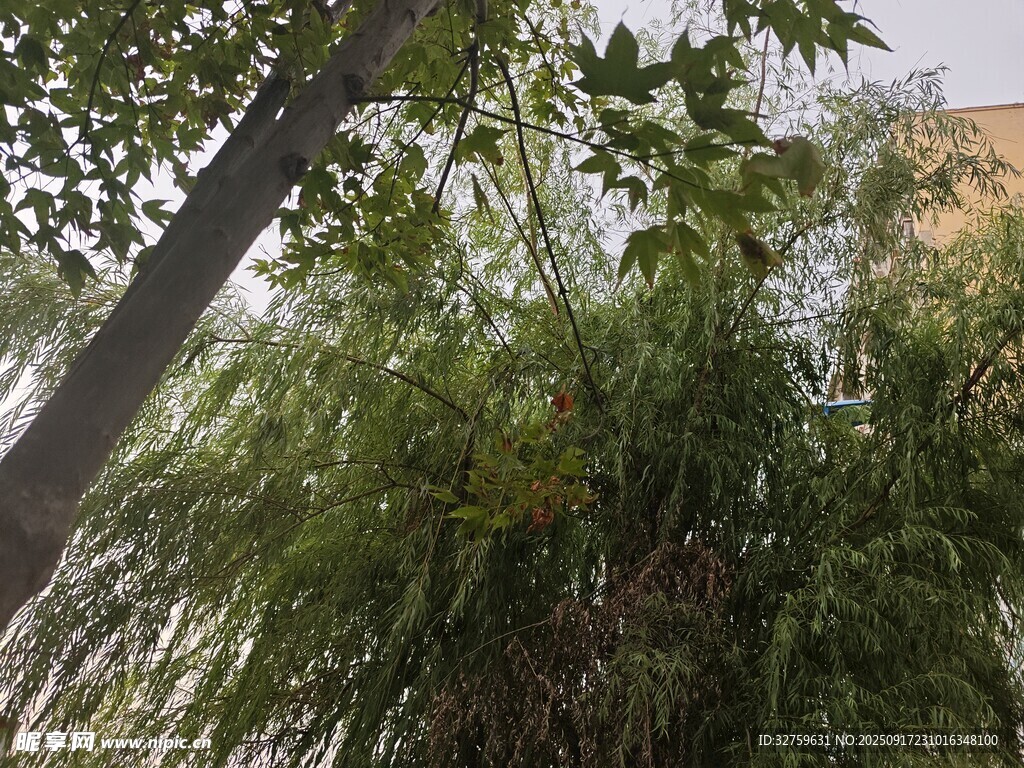 垂柳依依伴樹干
