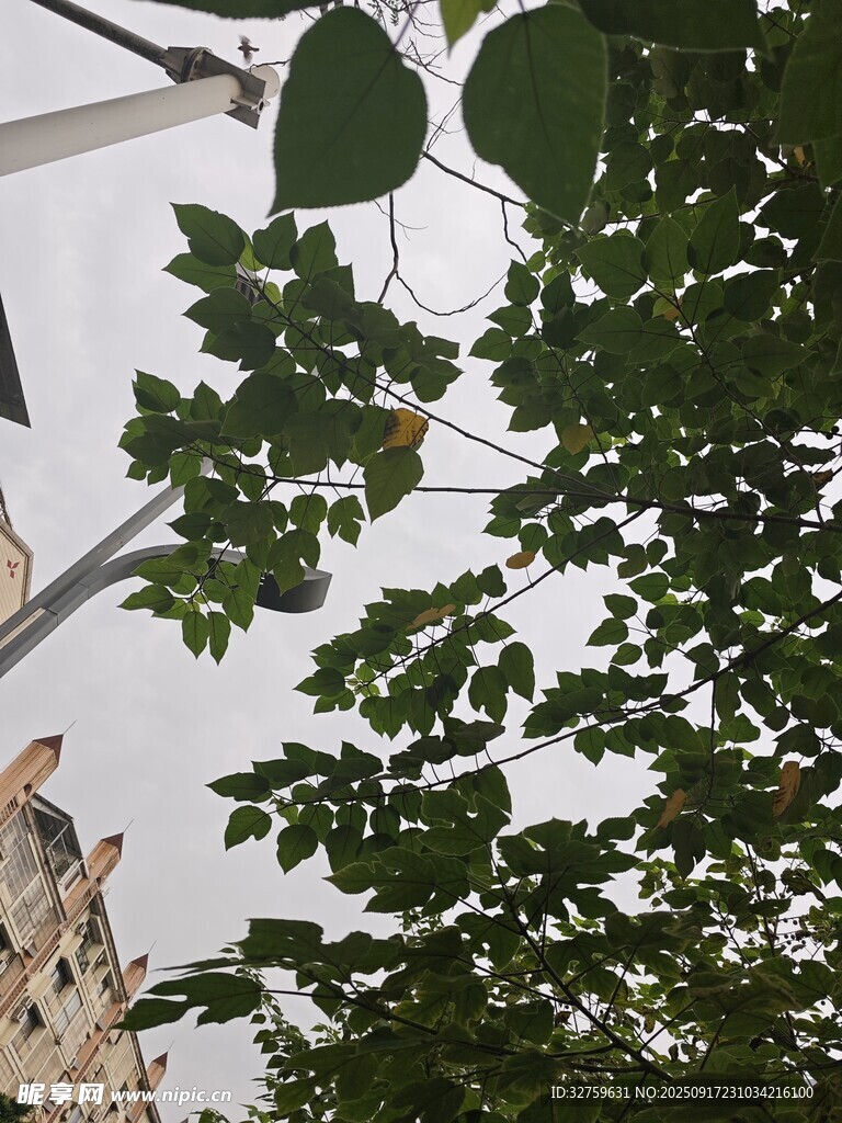 綠葉掩映下的城市建筑