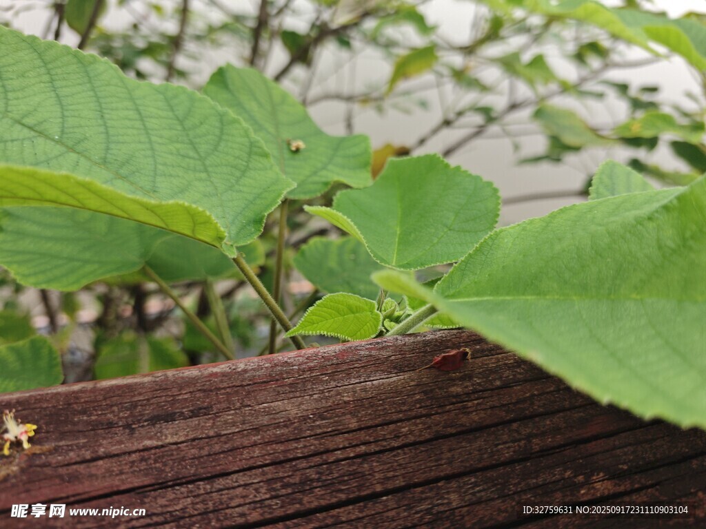 木邊綠葉植物特寫