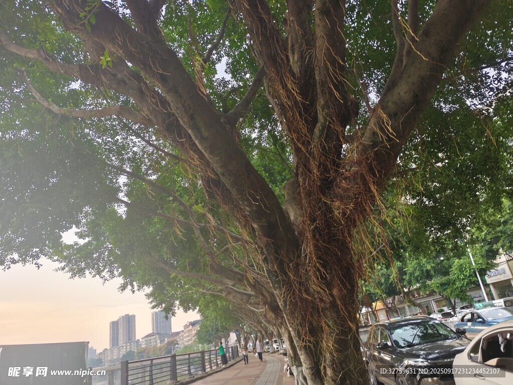 城市中繁茂大樹與周邊景象