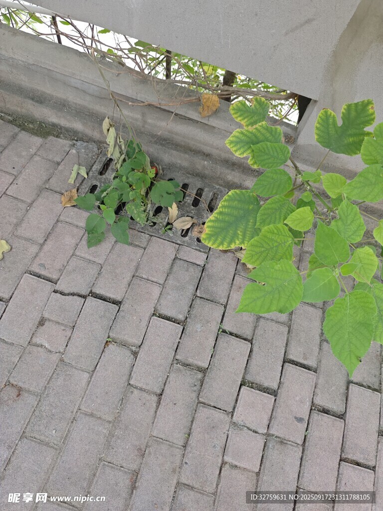 磚縫中生長的綠色植物