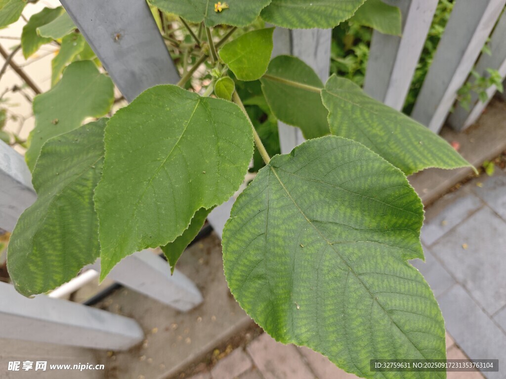 綠葉植物于白色圍欄旁