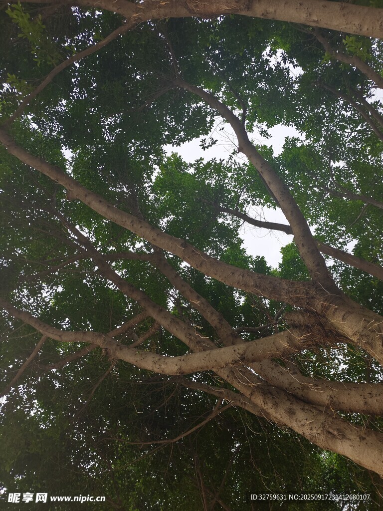 仰視繁茂大樹(shù)枝干景象