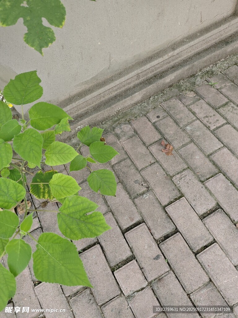 磚縫中生長(zhǎng)的嫩綠植物