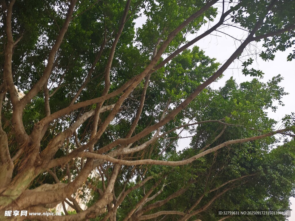 仰視繁茂大樹(shù)枝干