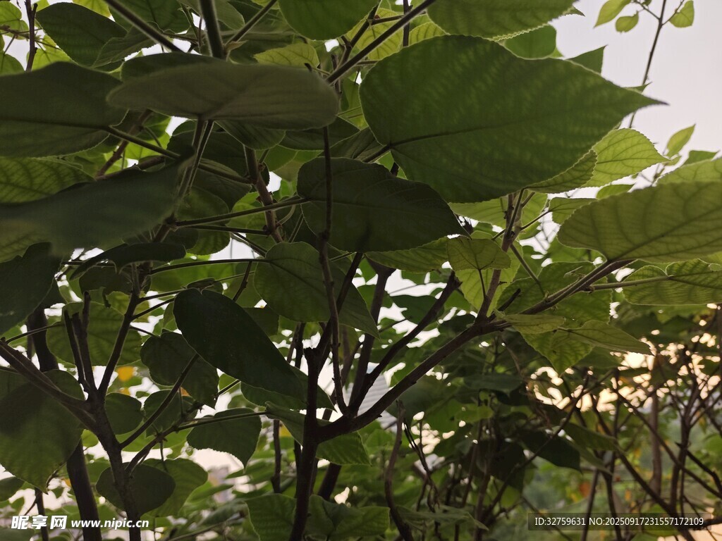 綠葉茂盛的植物景觀