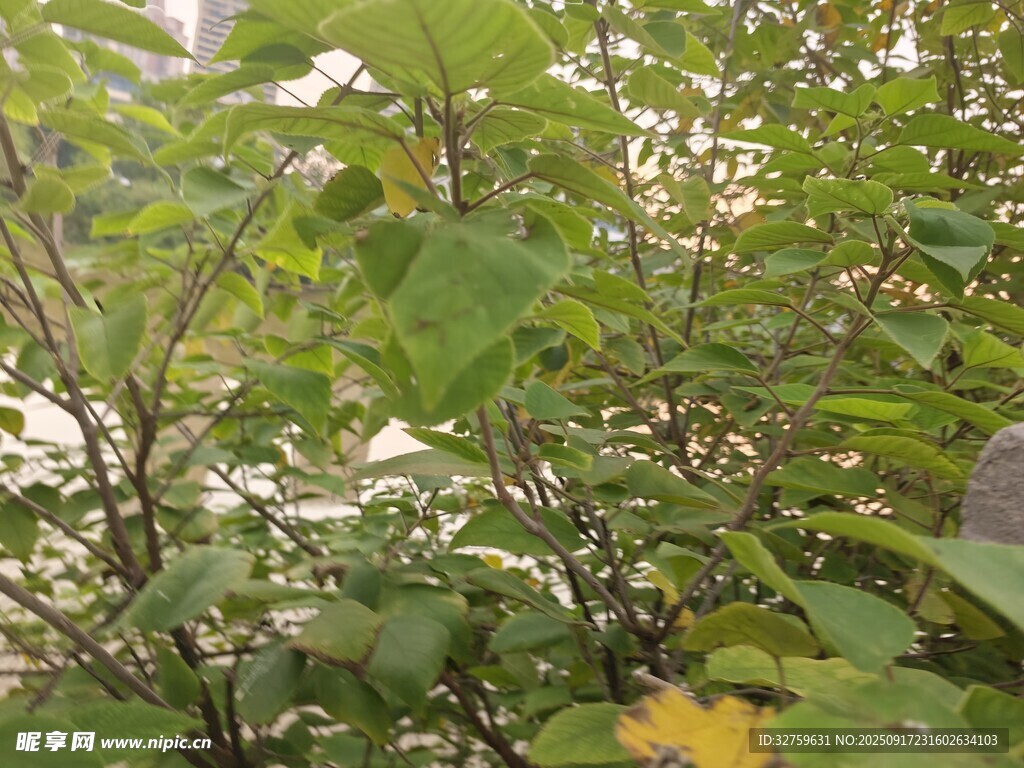 繁茂綠葉植物景象