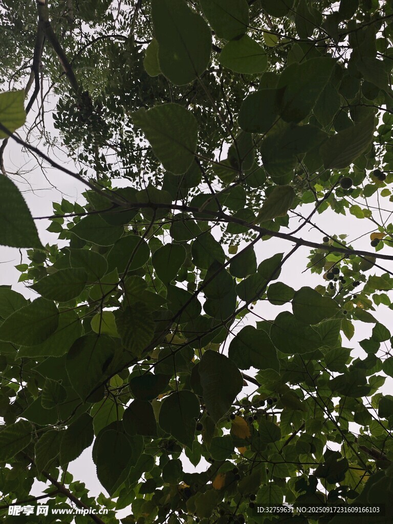 繁茂綠葉間的自然景致