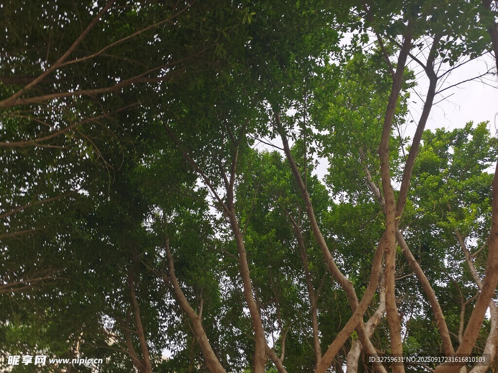 茂密樹林中的繁茂樹冠