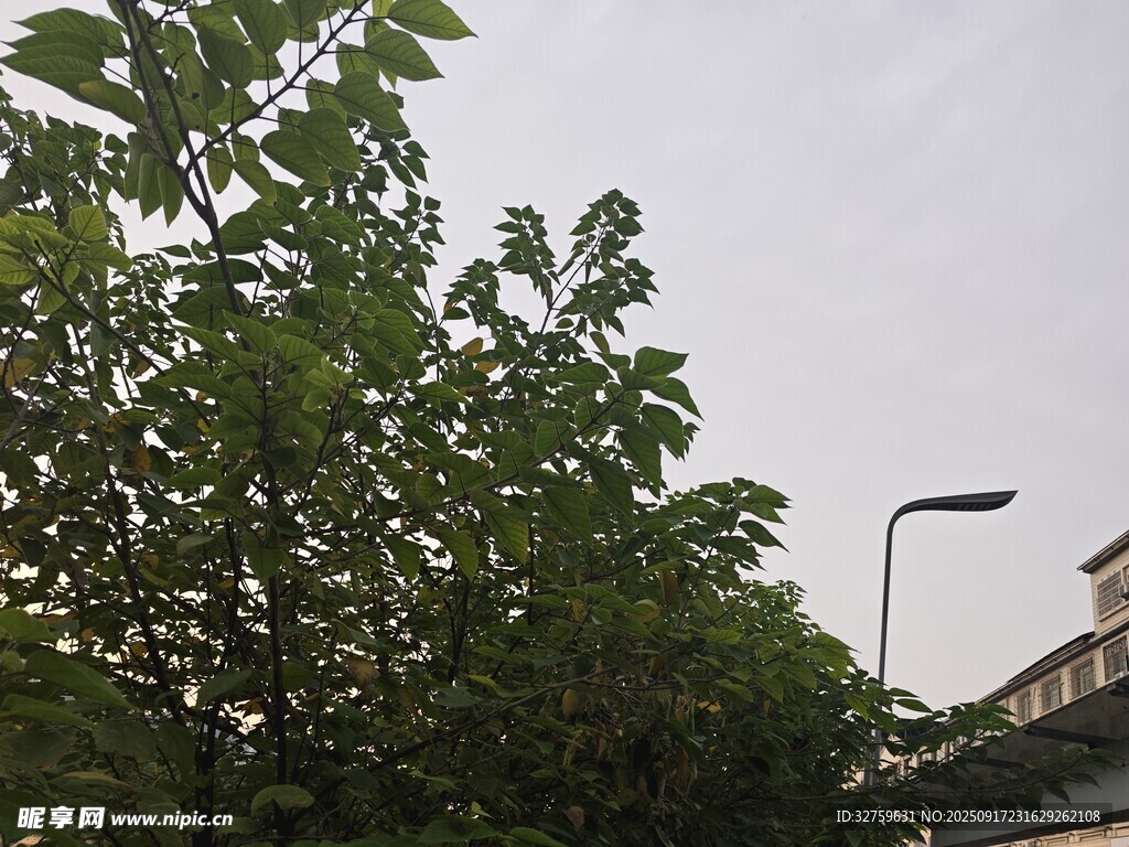 綠樹與路燈的戶外景象