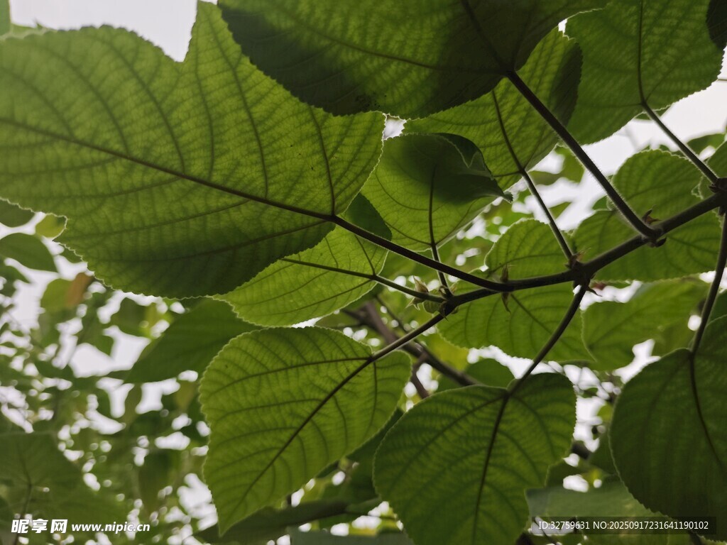 翠綠繁茂的樹葉特寫