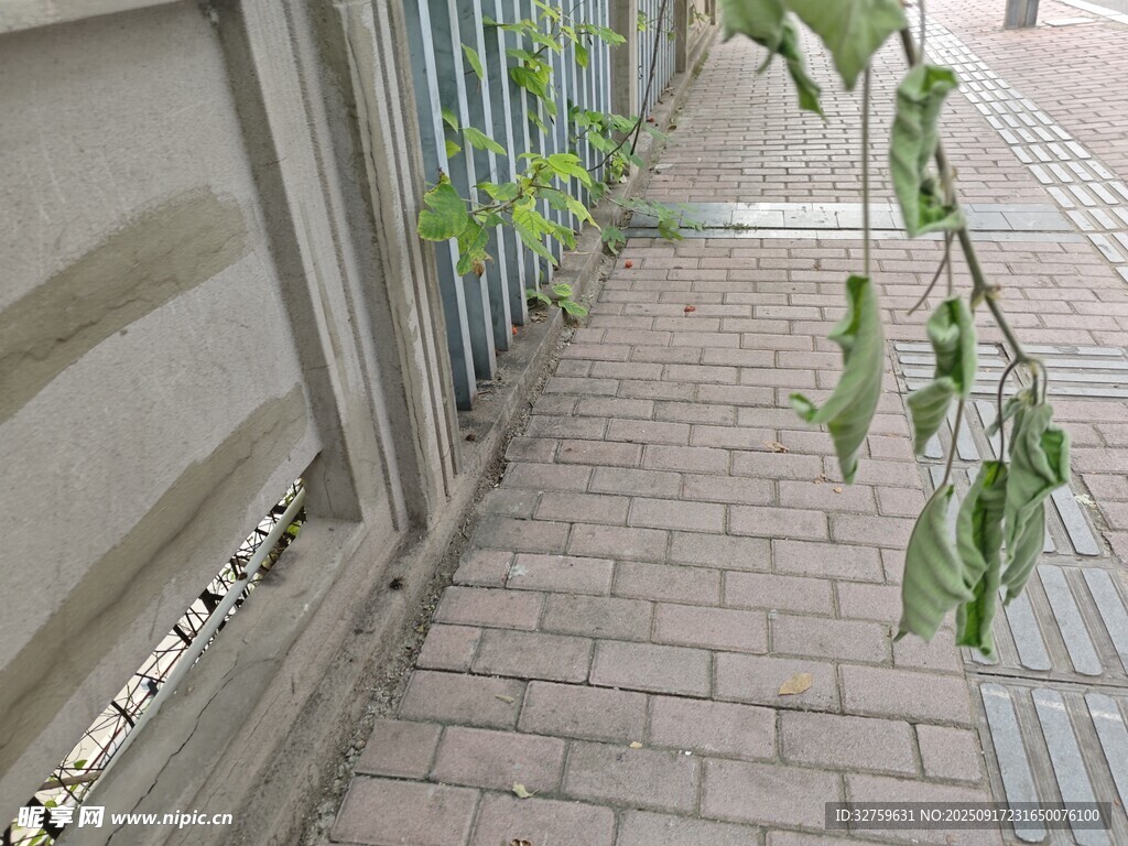 墻邊綠植沿磚縫生長