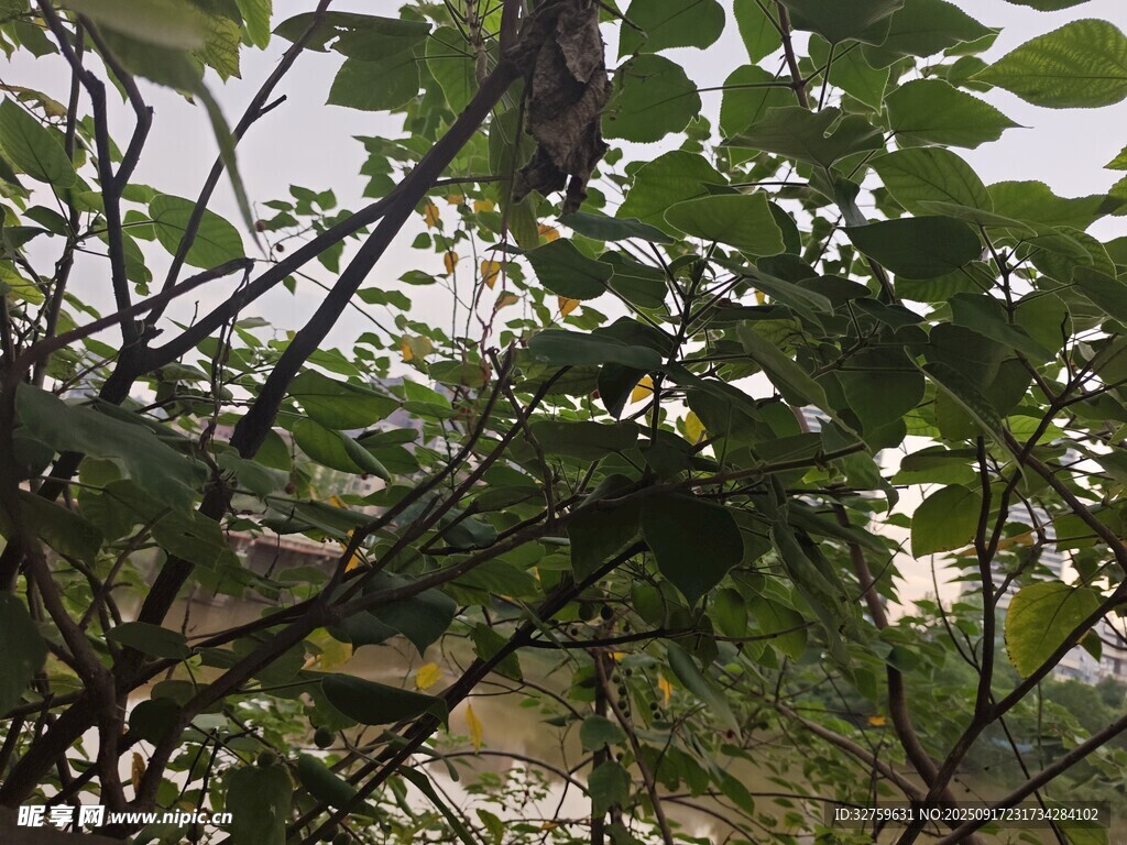 枝葉間的小鳥