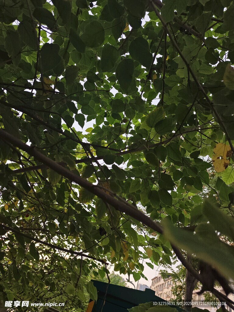 綠蔭下的靜謐一角