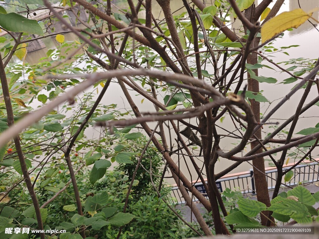扭曲枝干的獨(dú)特植物景觀