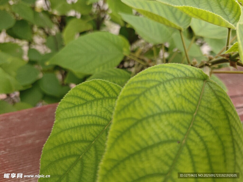 翠綠脈絡清晰的植物葉片