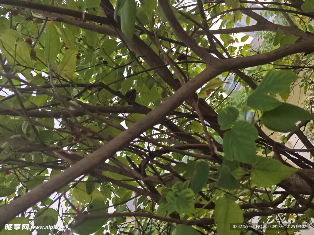 繁茂枝葉間的自然景致