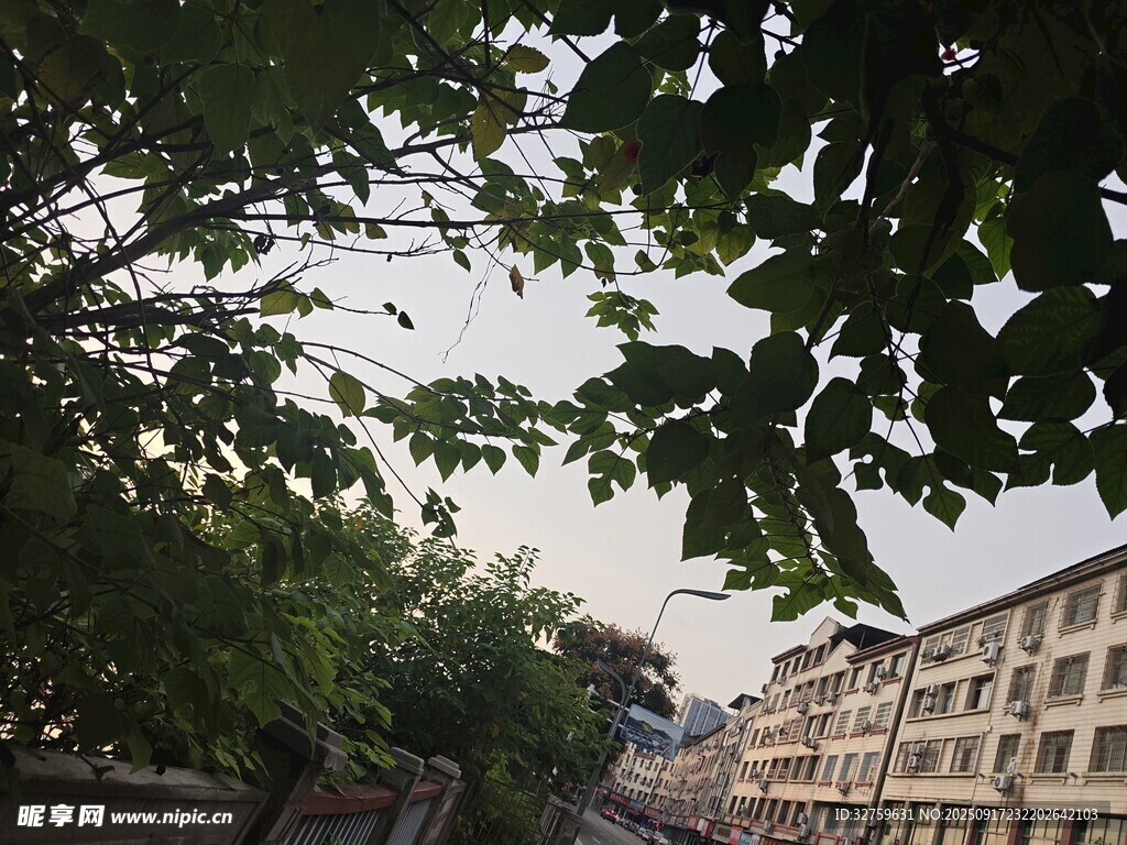 透過樹葉看樓景