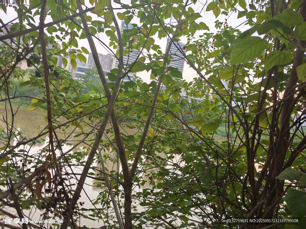 林間景致