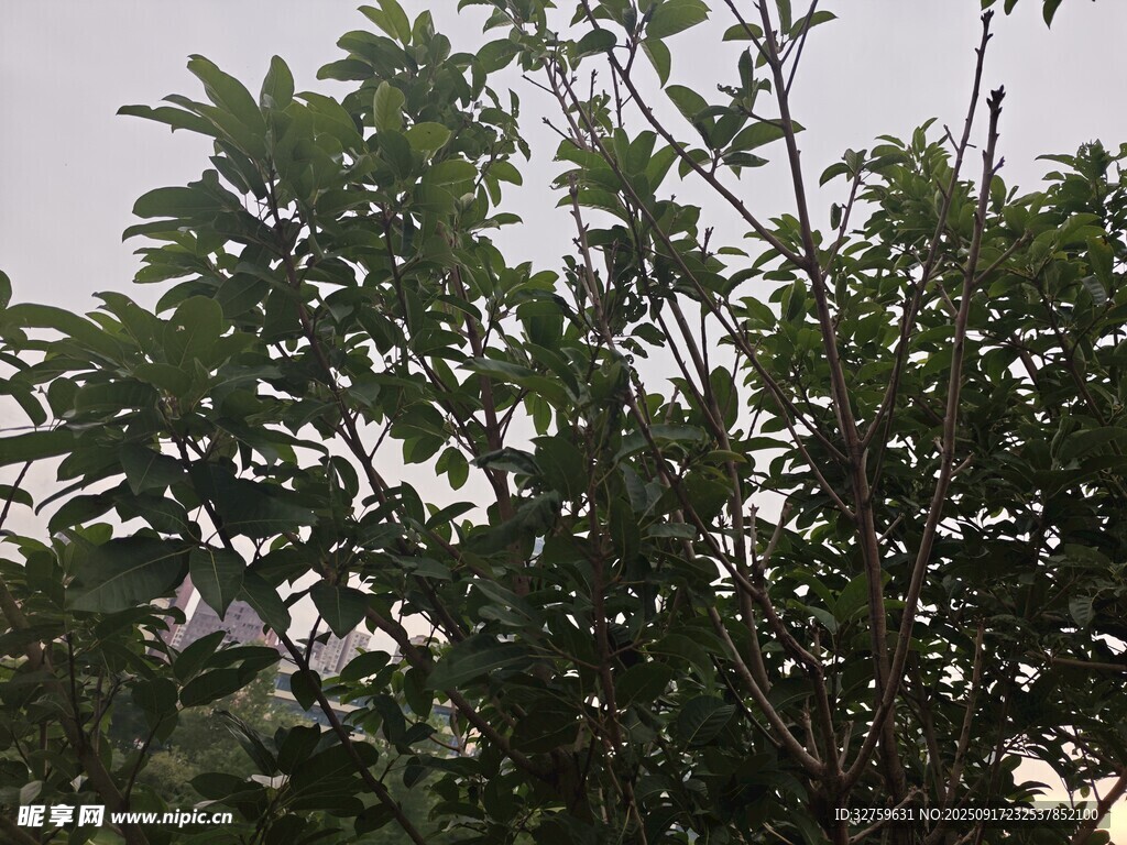 枝葉繁茂的綠植景觀