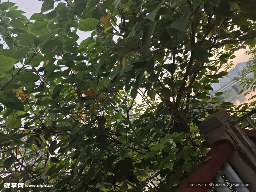 透過枝葉望遠處景致