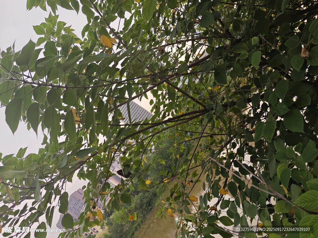 綠葉繁茂的樹(shù)木景象