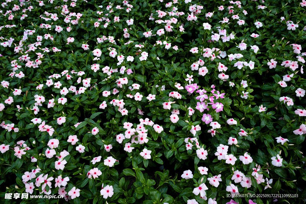 粉色小花鋪滿綠色草地