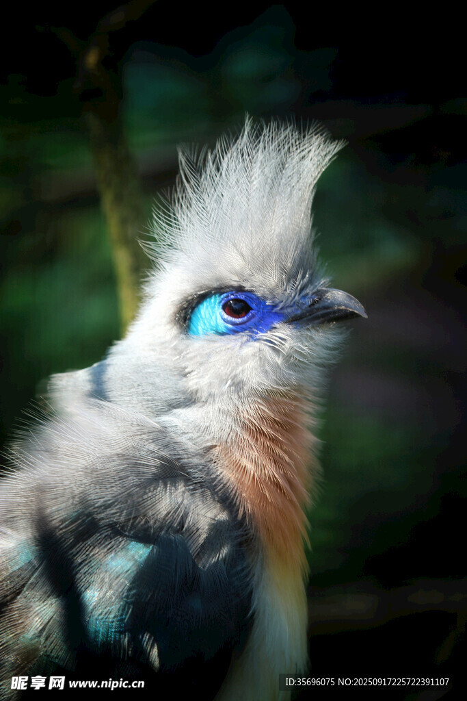 藍(lán)眼羽冠獨(dú)特的美麗鳥兒