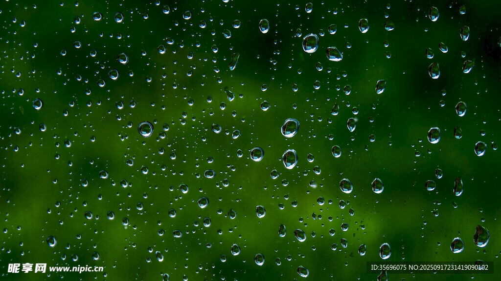 綠葉上晶瑩的雨滴