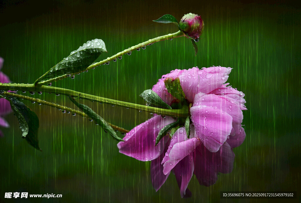 雨中綻放的嬌艷粉色花朵