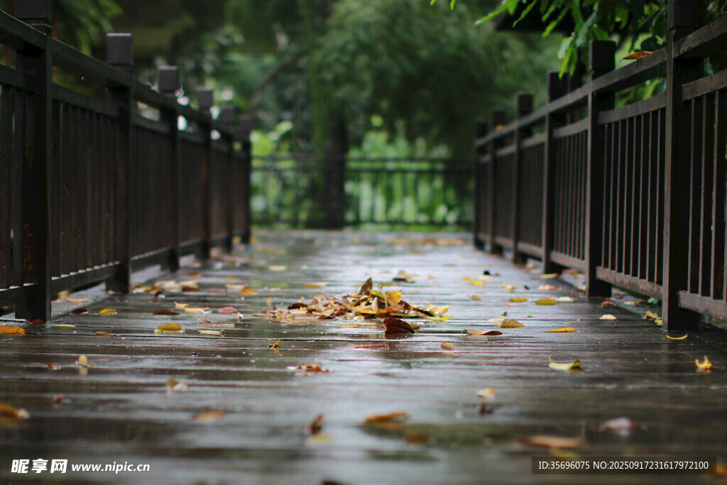 雨后木橋落葉景