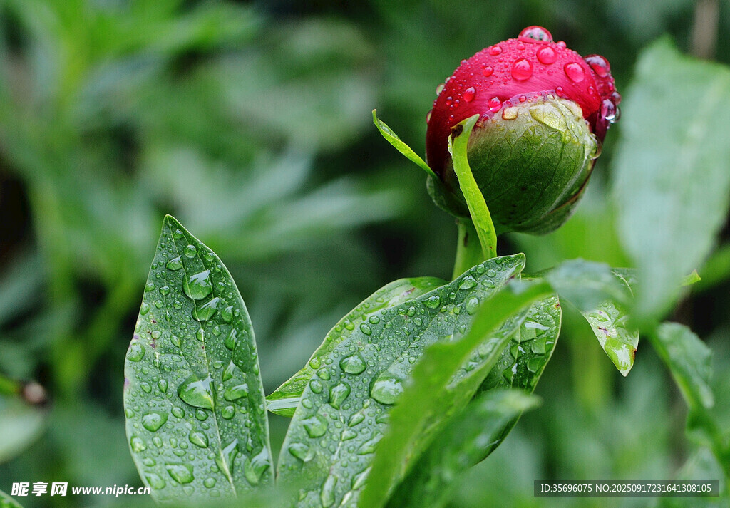 帶露芍藥花蕾