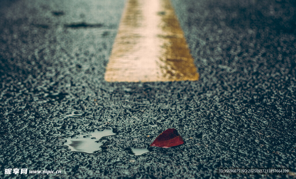 雨中路面的落葉與積水
