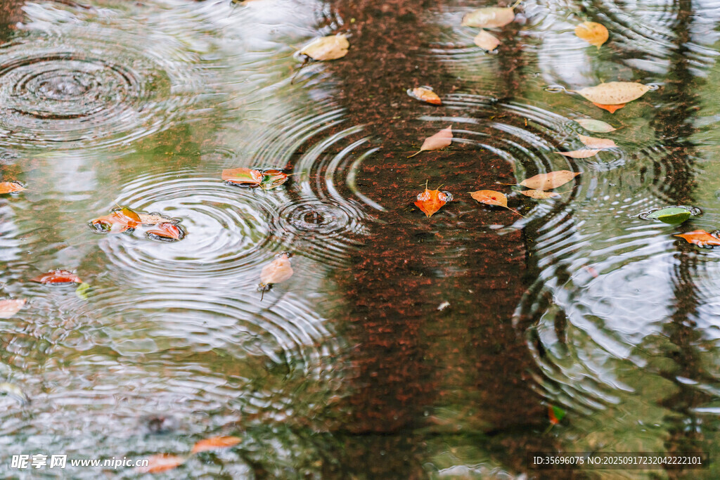 雨中池塘金魚與漣漪