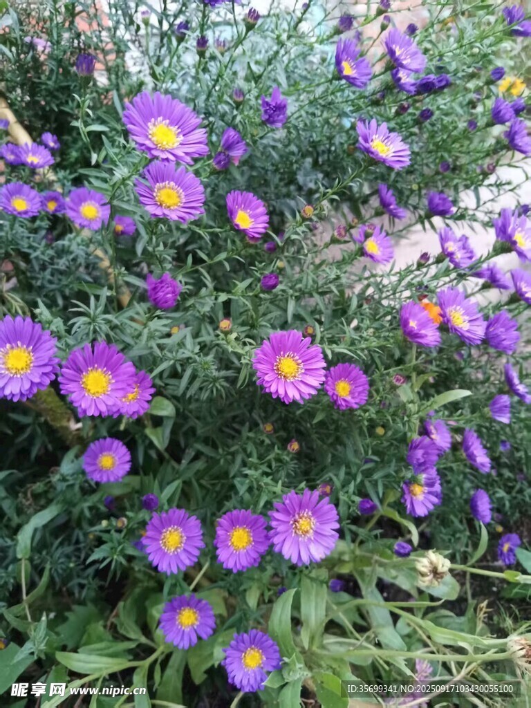 紫色小花綻放綠意間