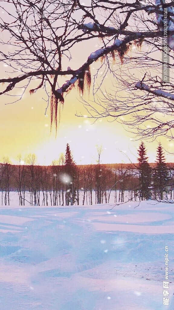 冬日雪景中的靜謐樹林