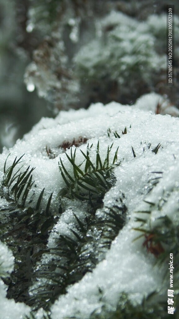 雪覆松枝的冬日景致