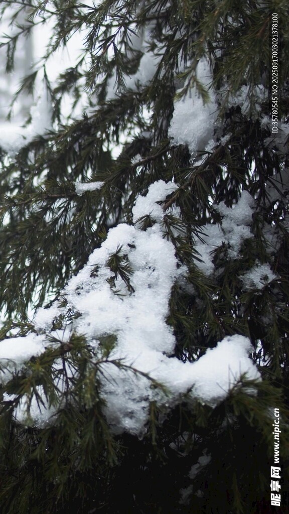 枝頭覆雪的冬日景象