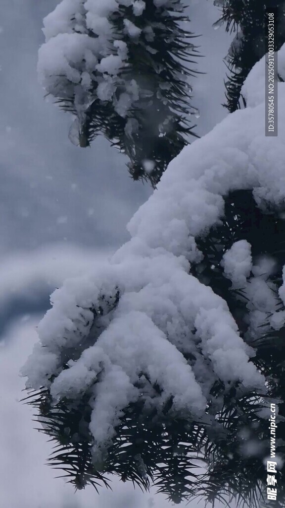 雪覆松枝美景