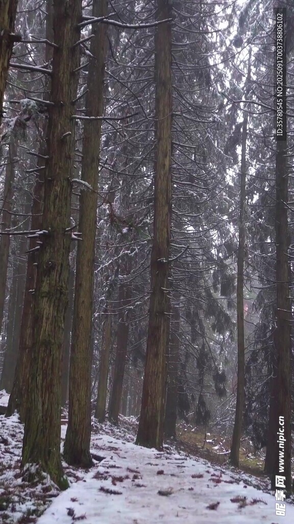 雪覆林間小道靜謐森林景