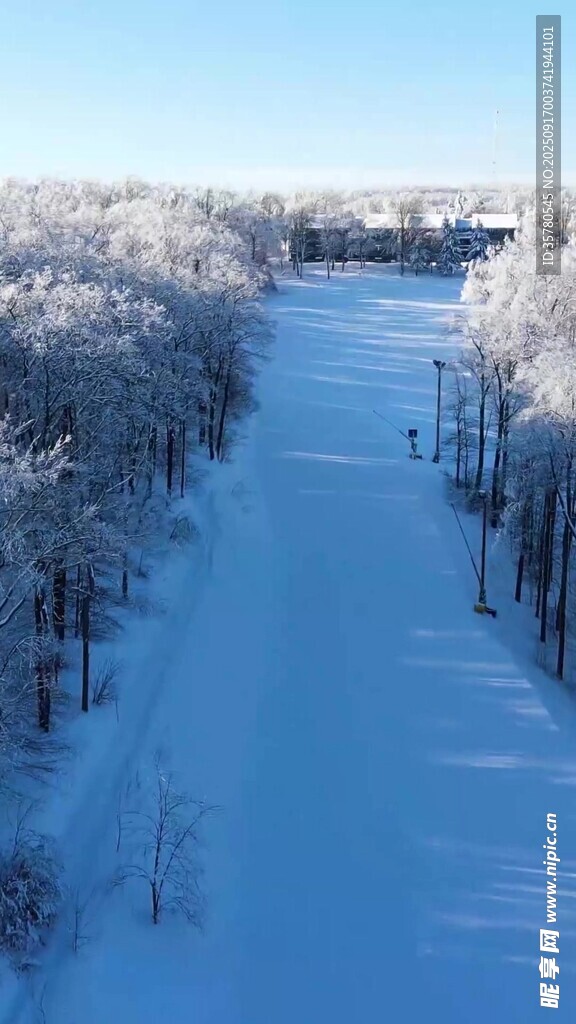 冬日雪林景色