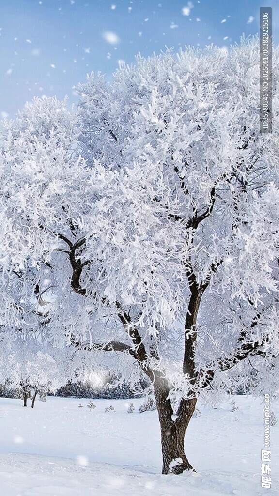 雪覆孤樹冬日靜謐美景