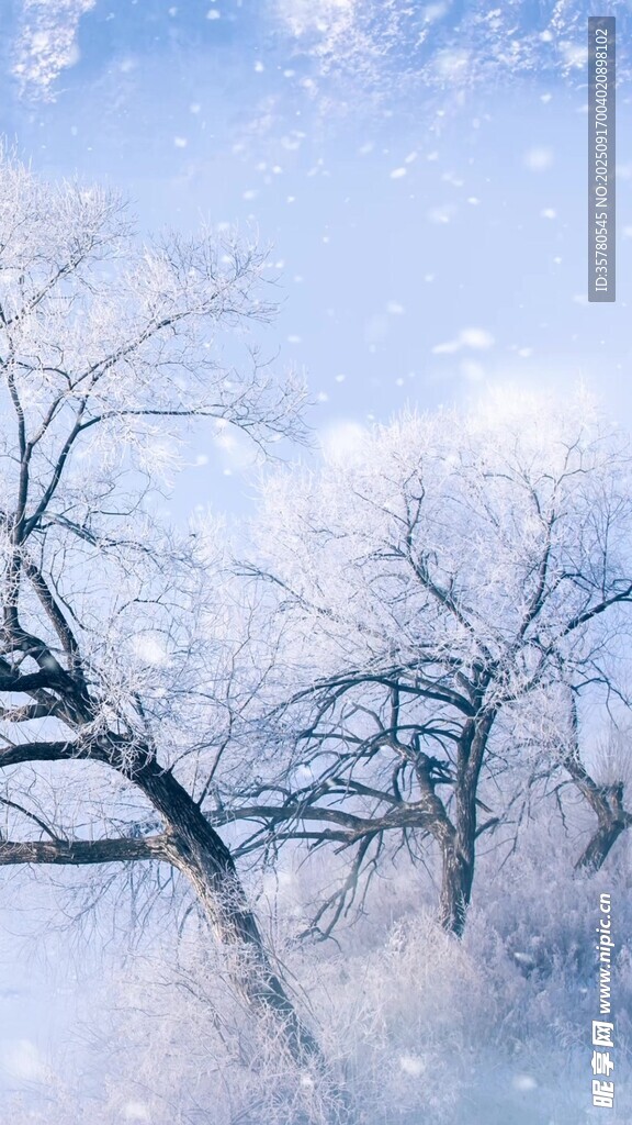 冬日雪景中的銀裝素裹樹(shù)木
