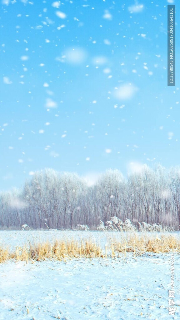 冬日雪景中的金黃草地