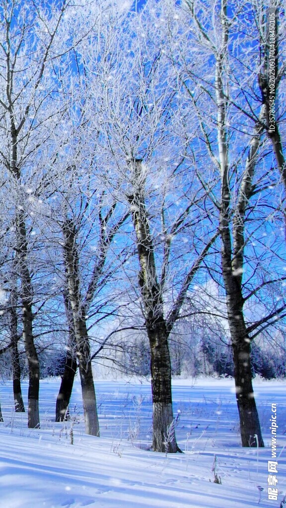 冬日雪林景觀