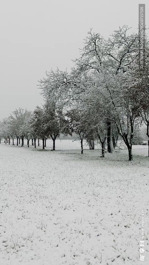雪覆樹林的冬日靜謐景象