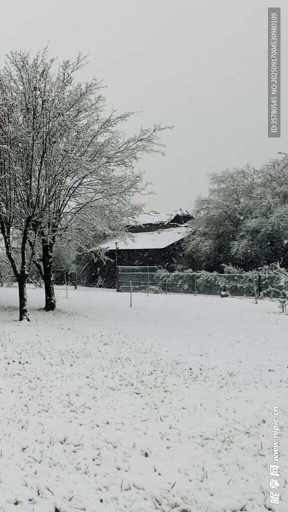 冬日雪景中的樹木與房屋