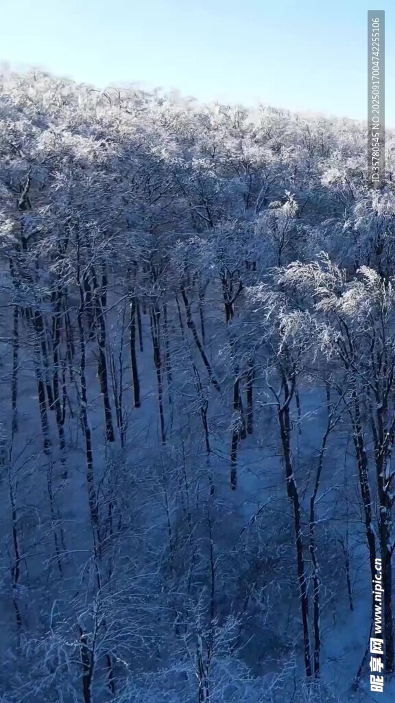 冬日雪覆山林美景