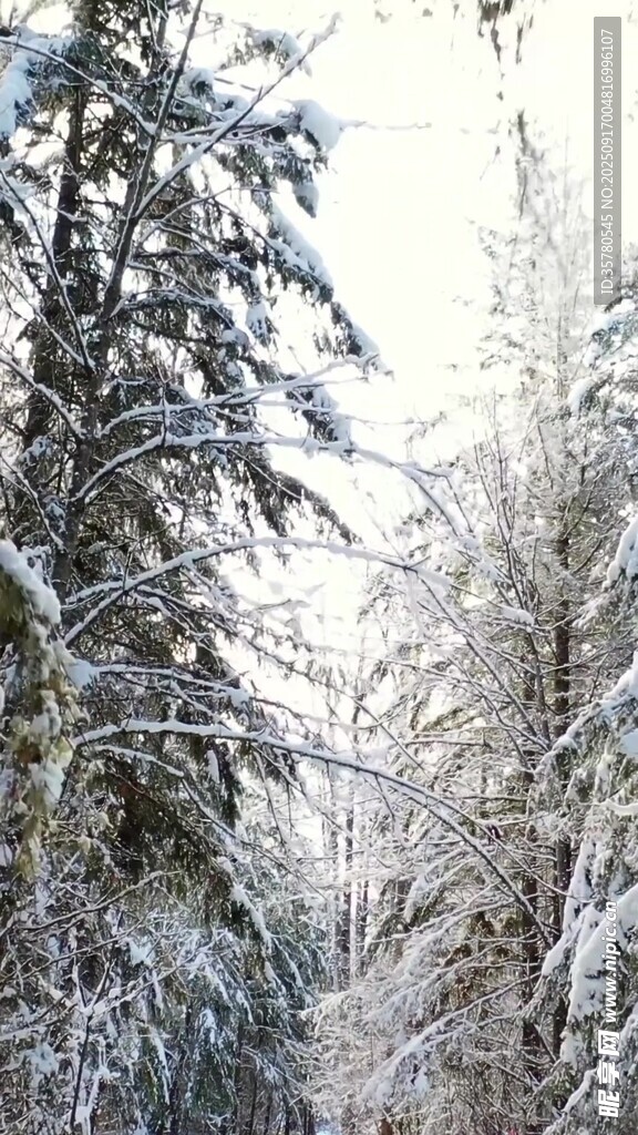 冬日雪覆森林美景