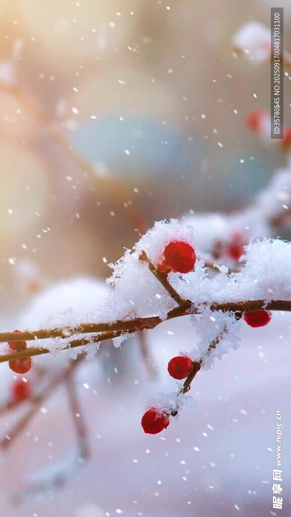 雪覆紅果的美麗枝頭